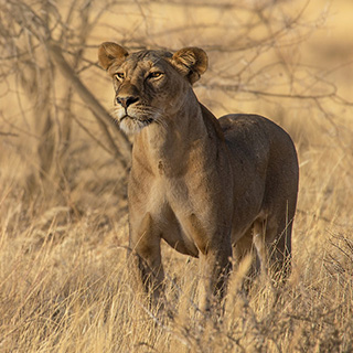 Samburu - Lioness